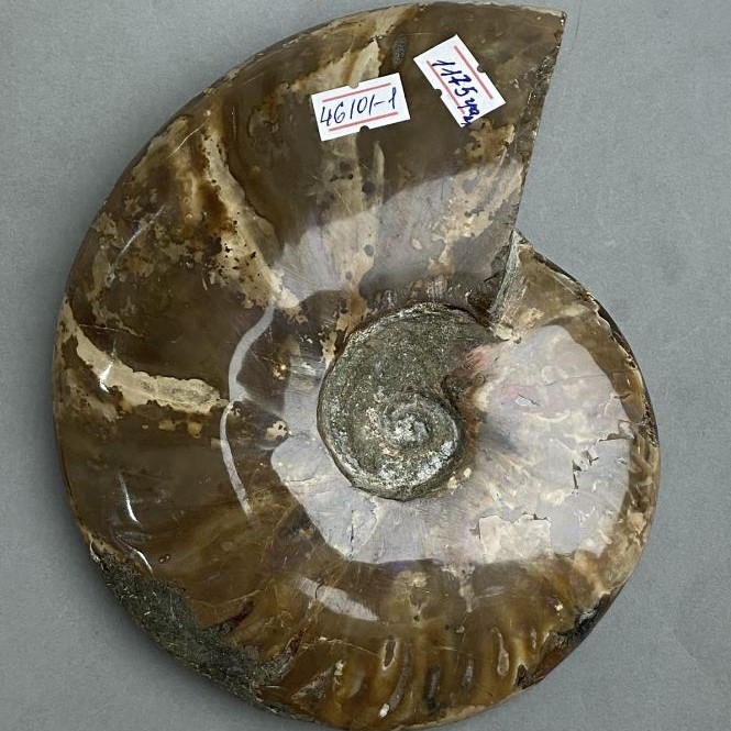 Suvenýr zkamenělý ammonit 17×15×3,5 cm ± (cena za 1 175 g.)