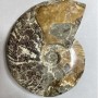Suvenýrový zkamenělý ammonit velký 17×13×4 cm ± hmotnost 1040 g