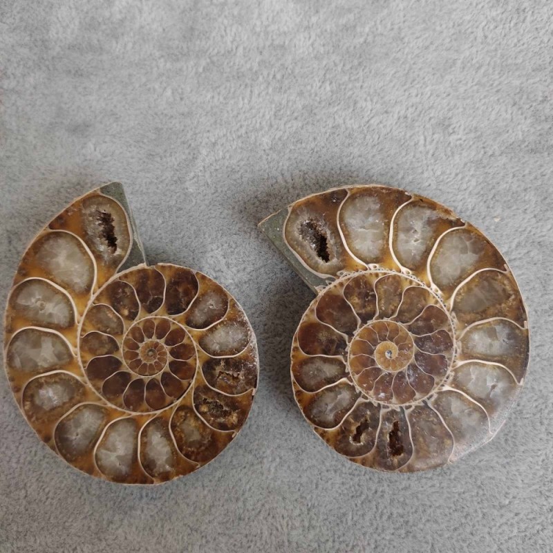 Ammonit 55×45×10 mm (±). Cena za 100 g.