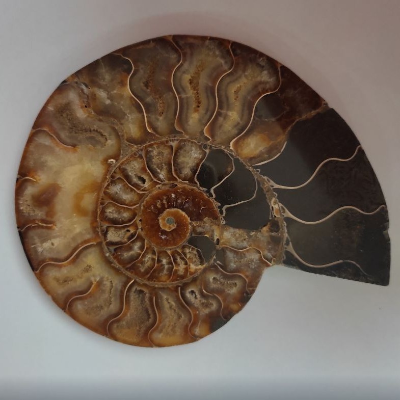Suvenýrový kámen ammonit, 15,5 × 12,5 cm, hmotnost 384 g