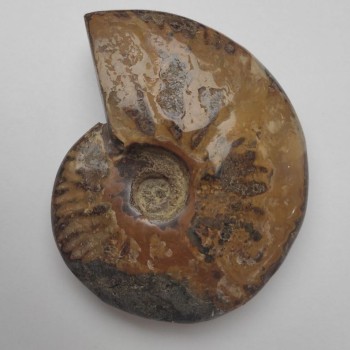 Sběratelský zkamenělý ammonit 12×9,5×3 cm ± (cena za 424 g)
